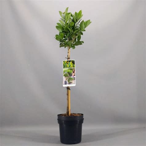 Prunus Laurocerasus Mano Plant Wholesale FlorAccess