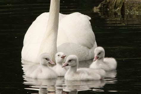 Adorable swan babies flourishing in Aurora pond (15 photos): Photo ...