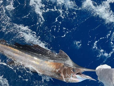 Marlin fishing punta cana - Tease Me Sportfishing Charters