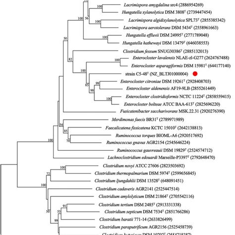 Phylogenetic Trees Based On 16s Rrna Gene Sequences Showing The