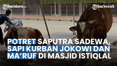 Melihat Lebih Dekat Saputra Dan Sadewa Sapi Kurban Milik Jokowi Dan Ma