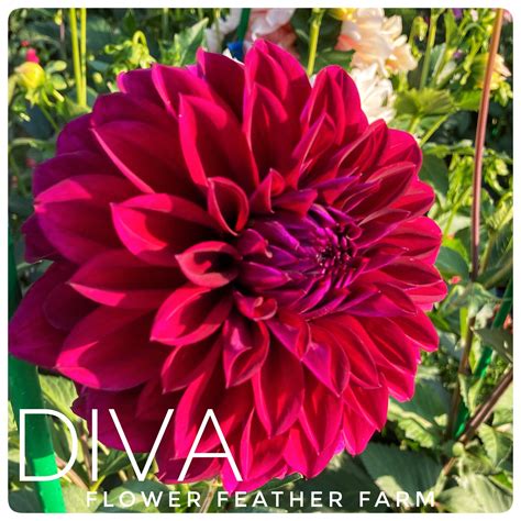 American Dawn Dahlia Tubers at Flower Feather Farm, Specialty Chicks