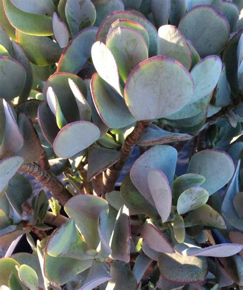 Crassula Blue Bird