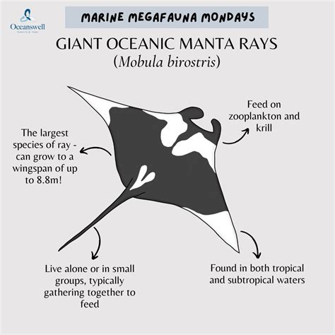 Oceanswell On Twitter Giant Oceanic Manta Rays Are One Of Only Two