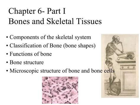 PPT Chapter 6 Part I Bones And Skeletal Tissues PowerPoint