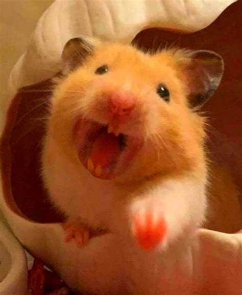 Hamster Meme Funny Pictures Photos Wallpapers