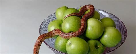 What Do Pet Corn Snakes Eat? A Diet & Food Guide - Pet Smart Goods