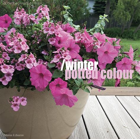 Potted flowers for Winter colour – About The Garden Magazine