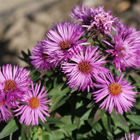 G Rtnerei Staudenspatz Raublatt Aster Symphyotrichum Novae Angliae