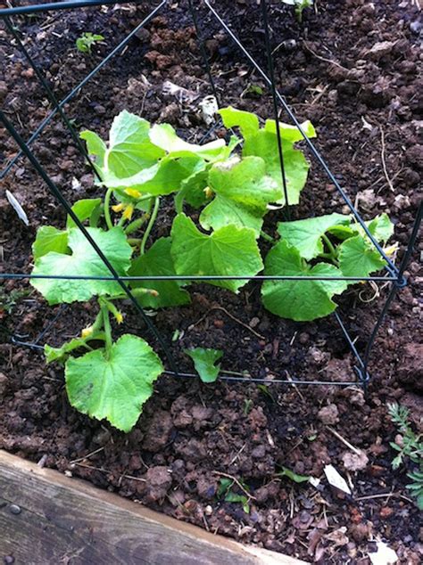 Bush Pickle Cucumber Growing In My Gardengrowing In My Garden