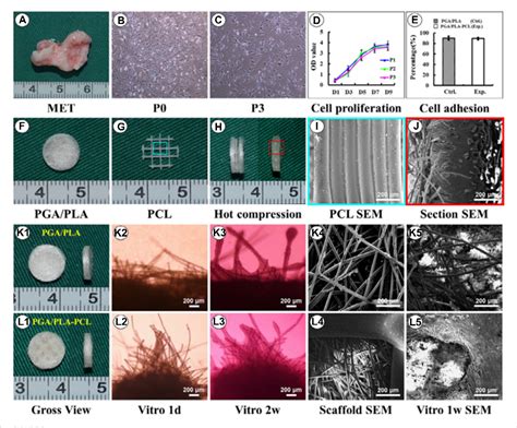 Figure 3 From Biomaterials Based Additive Manufacturing For Customized