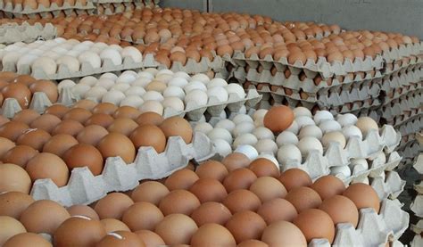 Imported Eggs Are Prohibited For General Consumption Lanka Puvath