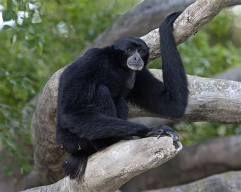 Siamang Gibbon - Facts, Diet, Habitat & Pictures on Animalia.bio