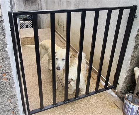 Port O Para Cachorro S Tio Do Pica Pau Mairipor Solo Brasileiro