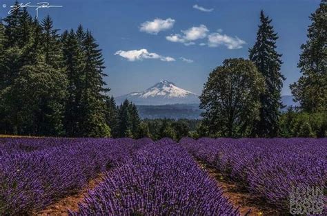 Forest Grove, Oregon. My hometown. | Natural landmarks, Oregon, Fields