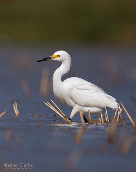 Snowy Egret Kester Clarke Wildlife Photography