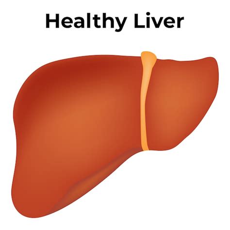 Premium Vector Healthy Liver Anatomy Vector Illustration