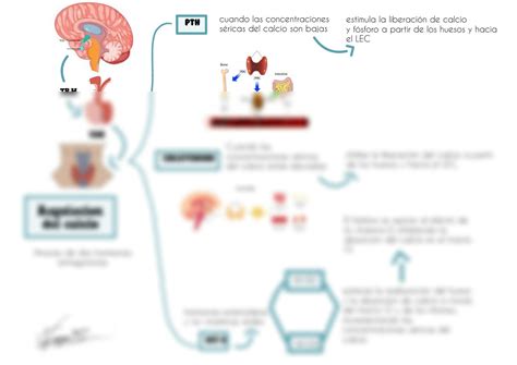 SOLUTION Mapa Fisiolog A Studypool