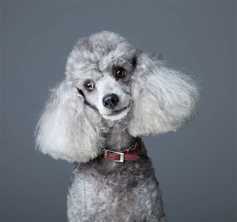 The Poodle Temperament - The Top 6 Things You Absolutely Got To Know