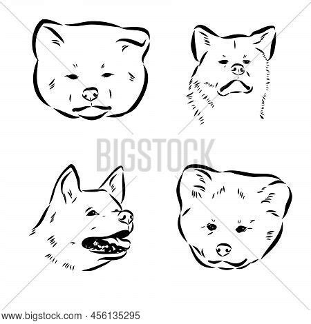 Akita Dog Face - Vector & Photo (Free Trial) | Bigstock