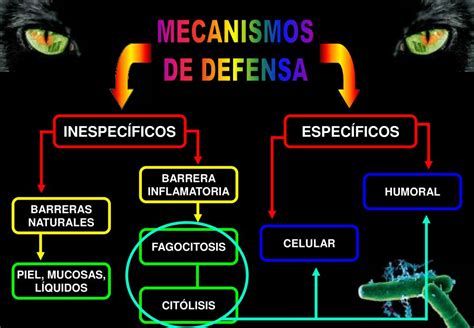 Ppt Defensa Powerpoint Presentation Free Download Id6755529