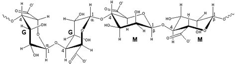 Structure Of Alginate With Guluronic G And Mannuronic M Repeat Download Scientific Diagram