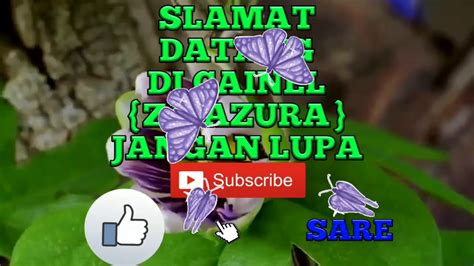 Lirik Lagu Oh Angin Bisikan Padanya Kucinta Dia Youtube