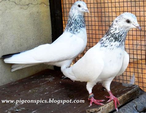 Jonsiry Pigeons Kabotar In Lahore Pigeons Pics Latest Pigeons