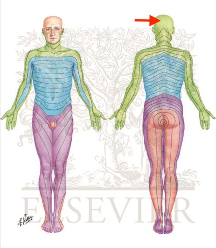 Dermatomes Flashcards Quizlet