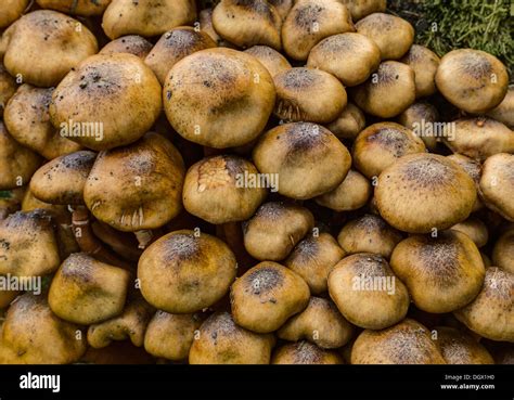 Puffball Fungus Fungi Hi Res Stock Photography And Images Alamy