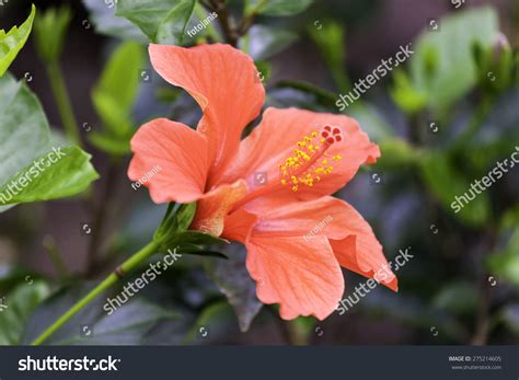 Tropical Plants Malvaceae Hibiscus Rosa Sinensis Stock Photo 275214605