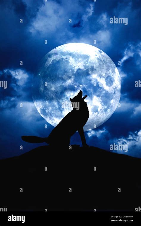 Wolf Moon Stockfotos Wolf Moon Bilder Alamy