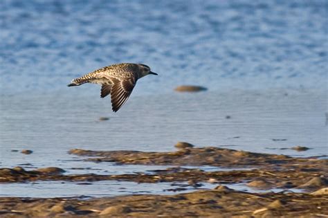 Pacific Golden Plover Showing One In Flight A Good Diagno Flickr