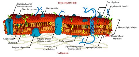 File Cell Membrane Detailed Diagram Edit2 Svg Wikipedia