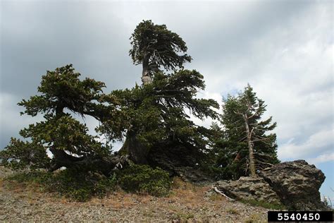 Foxtail Pine Pinus Balfouriana