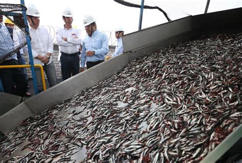 Envíos de harina y aceite de pescado superarían los US 2 000 millones