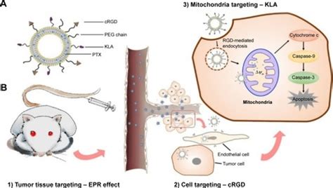 Full Article Enhanced Anticancer Efficacy Of Paclitaxel Through