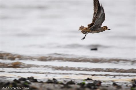 Pacific Golden Plover A Pacific Golden Plover In Flight F Flickr