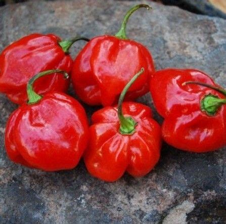 Pimenta Boyra Habanero Vermelha Capsicum Frutescens