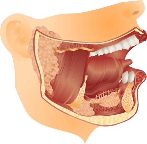 Salivary Gland Infection : Causes, symptoms, & treatments | FactDr