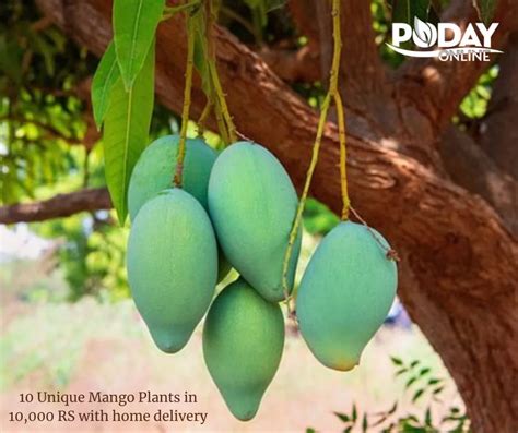 Mango Varieties In Pakistan: A Guide To The Best And Most Popular Types - Poday Online