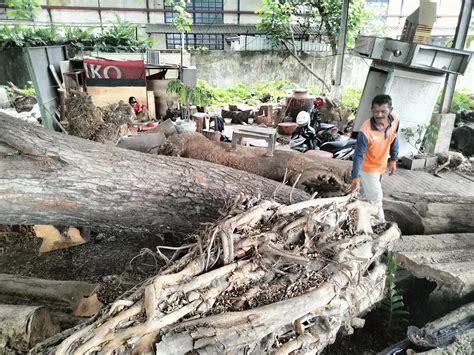 Puluhan Pohon Hasil Tebang Segera Dilelang Radar Malang