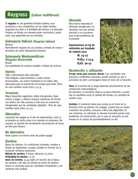 Raygrass Grupo Borau