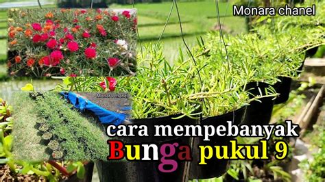 CARA MENANAM DAN MEMPERBANYAK TANAMAN BUNGA PUKUL SEMBILAN Bungakrokot