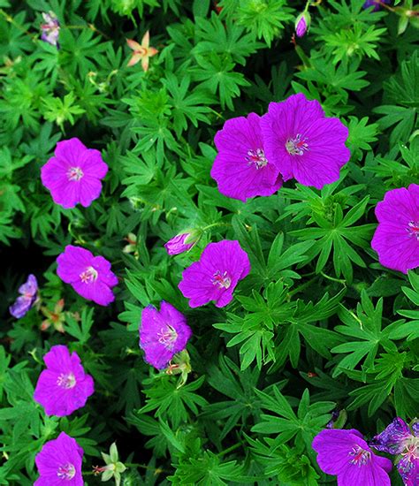 Geranium Sanguineum New Hampshire Purple Perennial Market