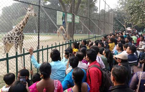 Picks of the Day - In pics: Foggy winter morning, crowd at Alipore Zoo ...