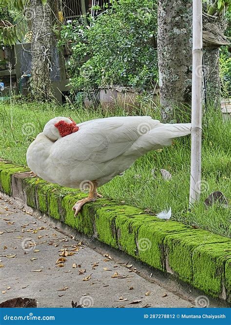 White Duck& X27;s Sleeping by One Leg Stock Photo - Image of sleeping