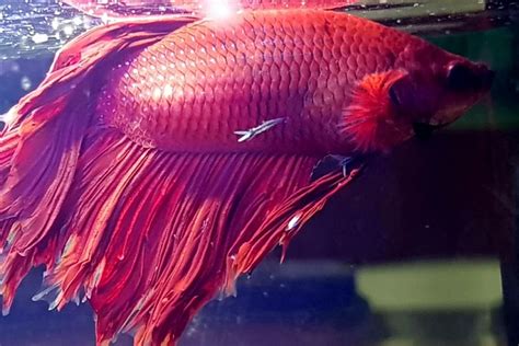 Common Betta Fish Diseases -With Treatments for a Sick Betta