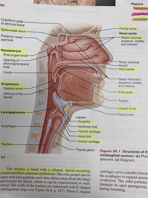 Upper Respiratory Tract Diagram Quizlet