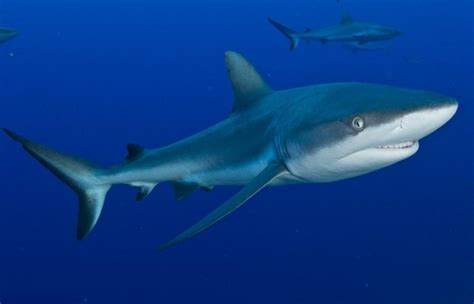 Grey Reef Shark – "OCEAN TREASURES" Memorial Library